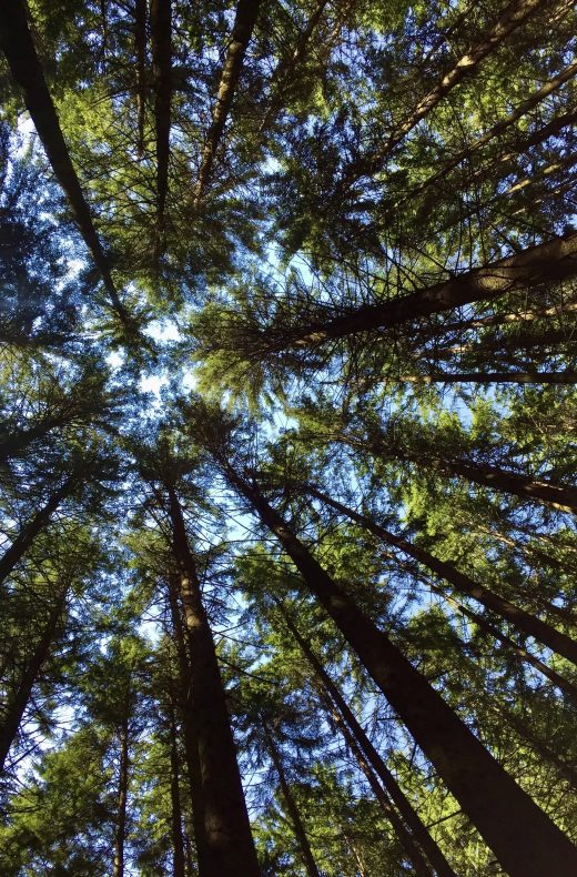 Baumkronen wald nachhaltigkeit